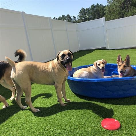 pawville jacksonville nc|Jax Dog Boarding